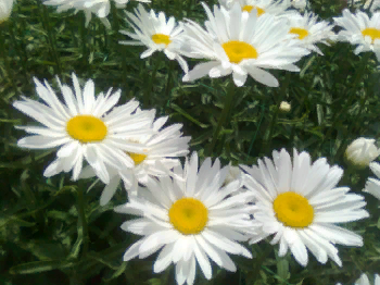 Зацвели ромашечки