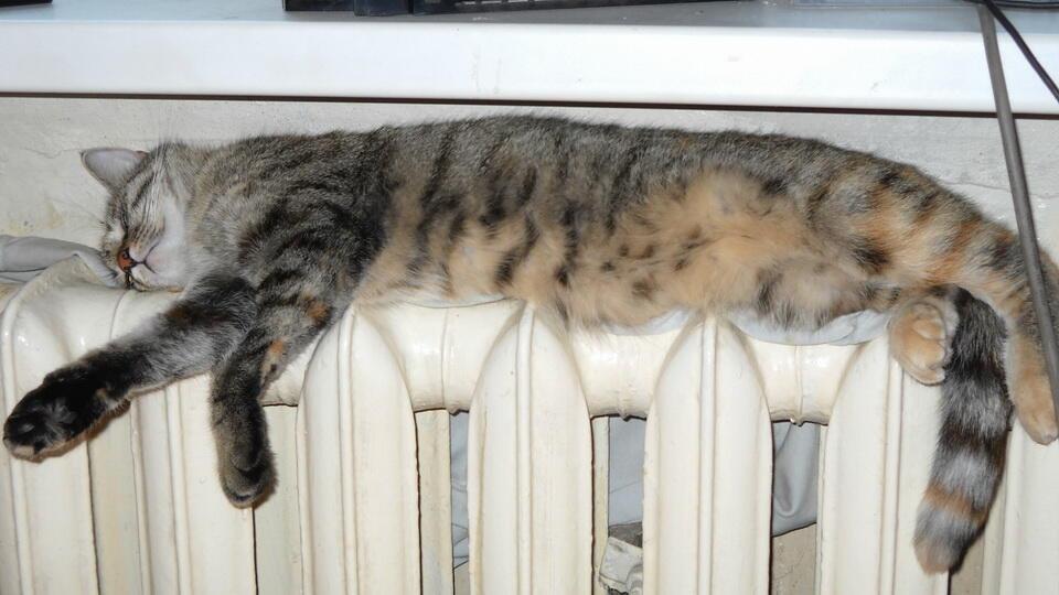 Теплолюбивый