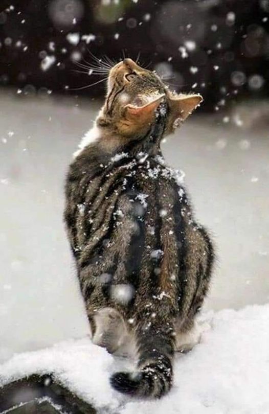 В молчании премудрости начало эхом звучало