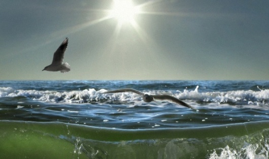 Я вернусь к тебе, море...