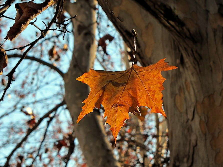 Листьев шорох...