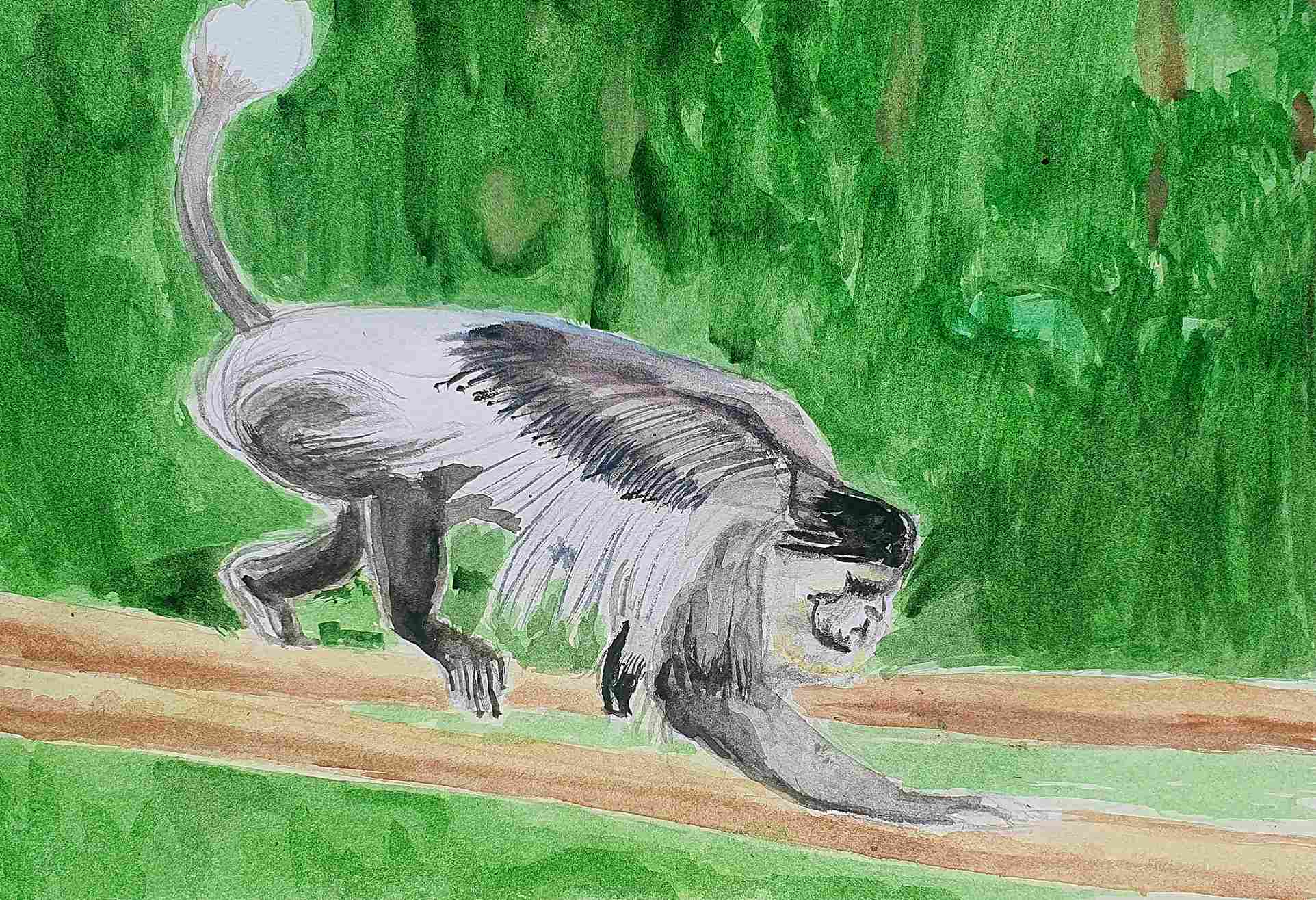 Обезьяны - колобусы