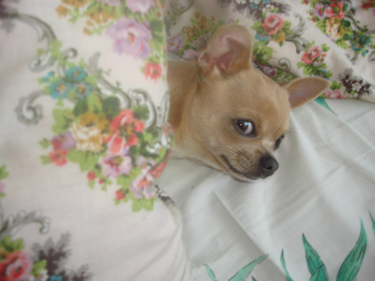 Пёсик Бося сибарит