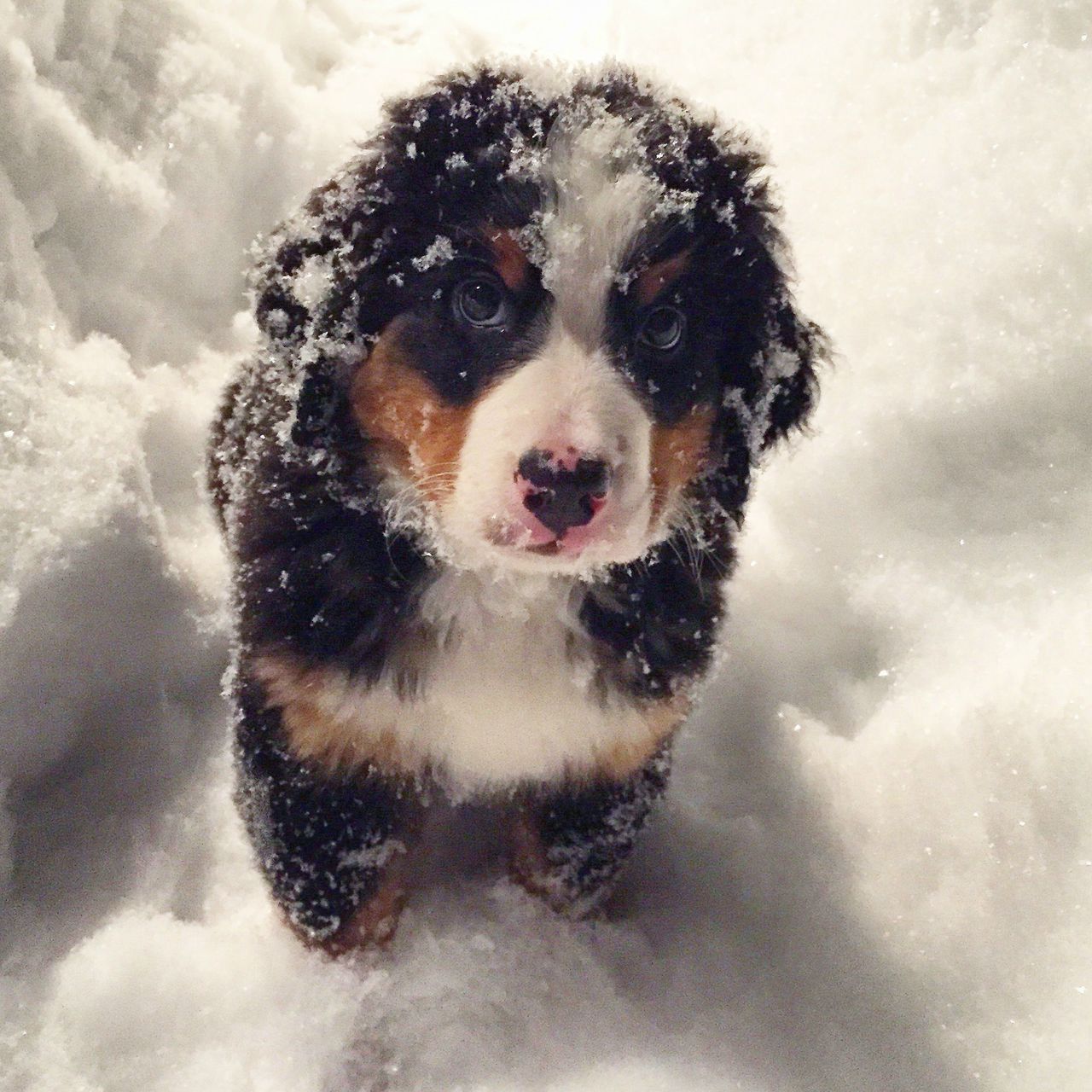 Собака снежок. Собака в снегу. Красивые собаки в снегу. Щенок и снег. Собака радуется снегу.