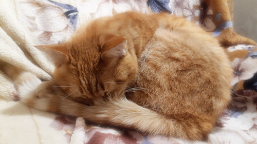 Мурчаще-урчащее...