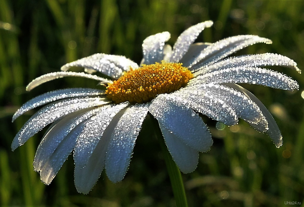 Вижу мамы глаза среди млечного рая