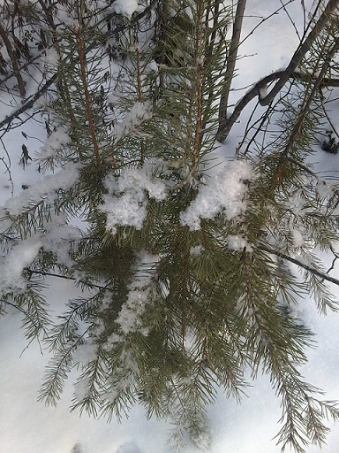 О зимних зарисовках