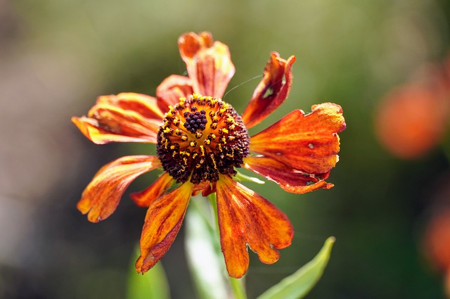 Красота увядания