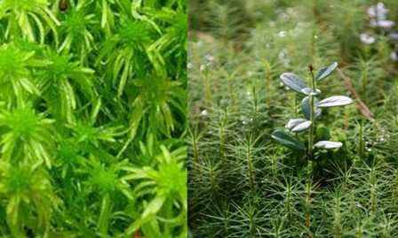 Вновь ожившая страна... Мох сфагнум