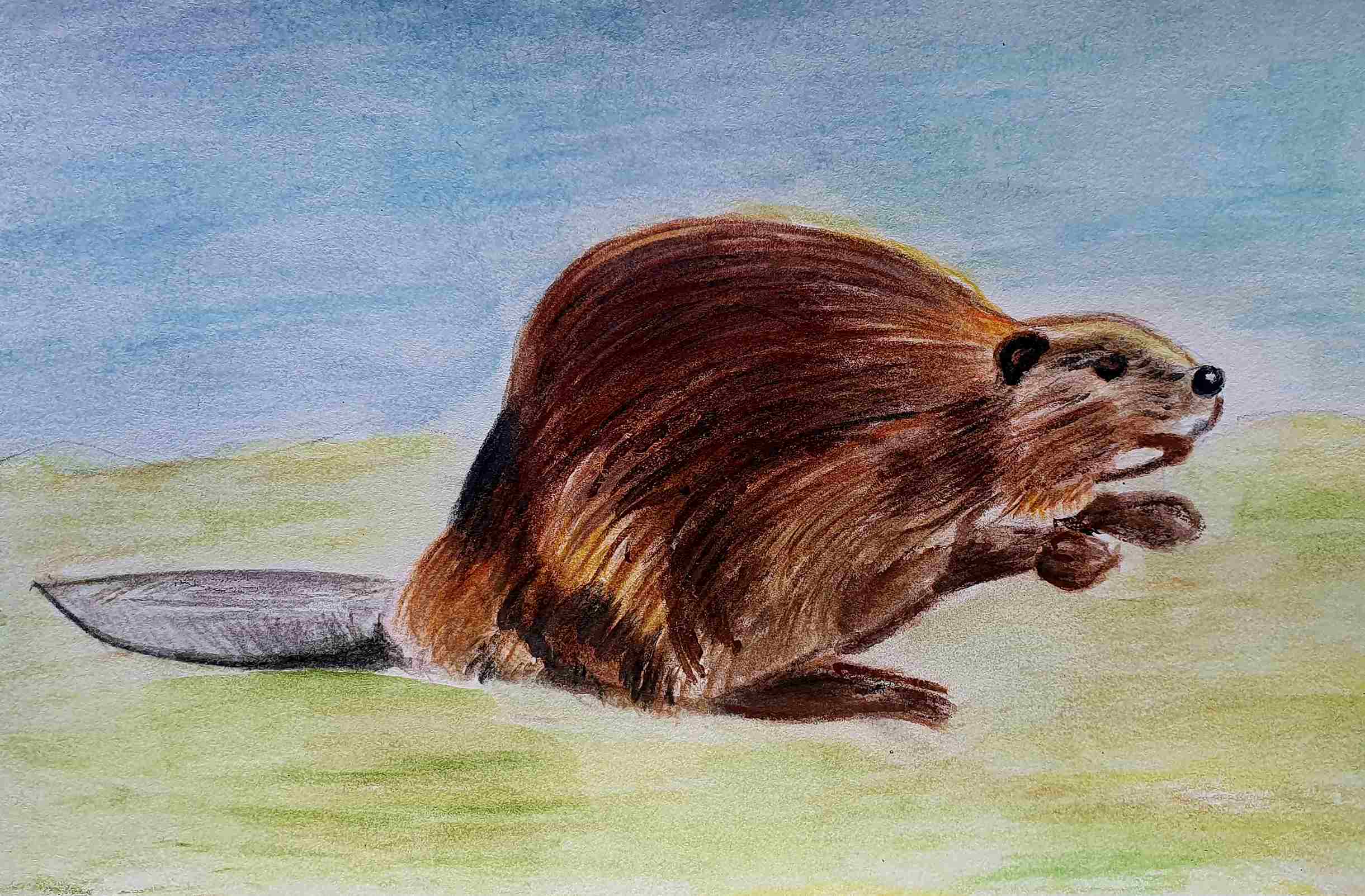 Бобр