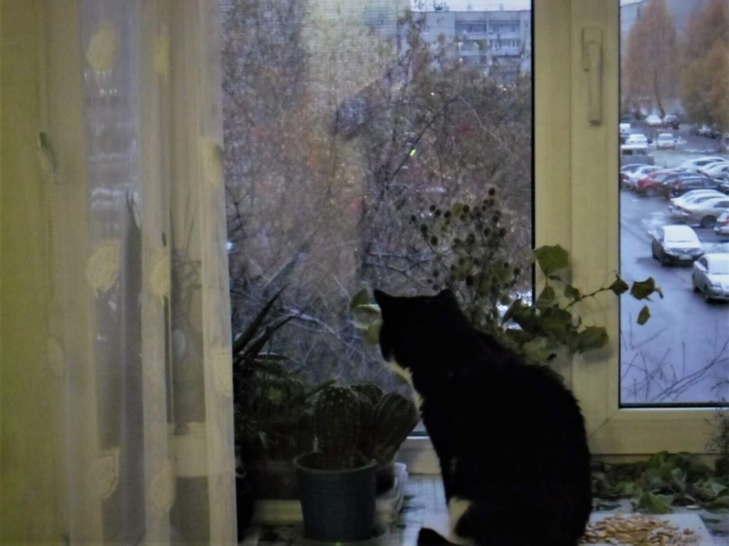 Ветка тополя бьется в окошко...