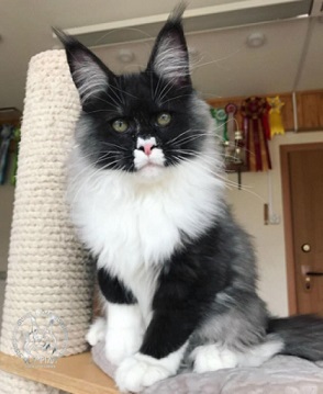 кошка Алиса