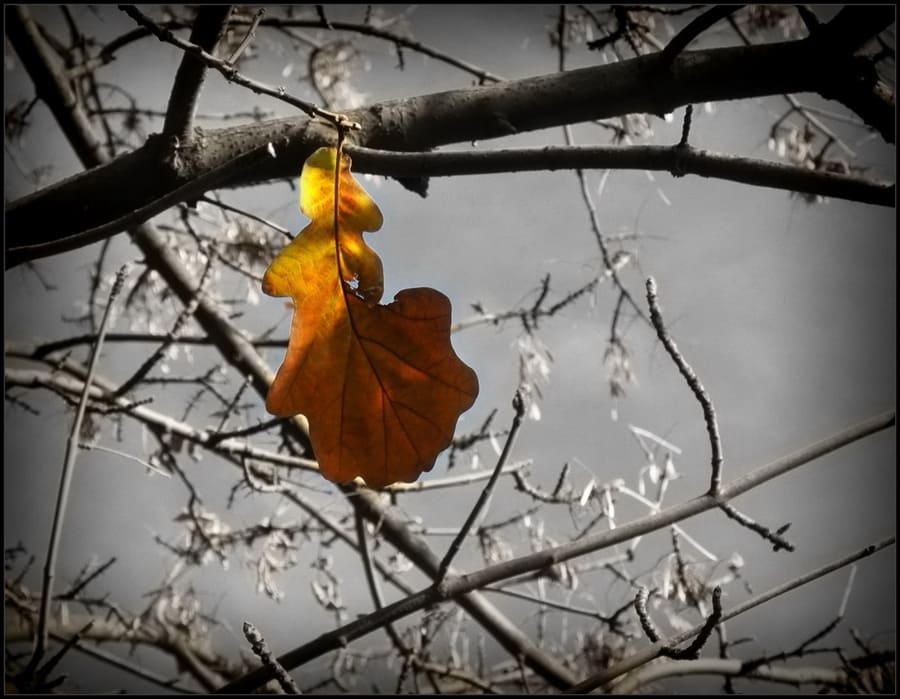 Одинокий лист на ветке