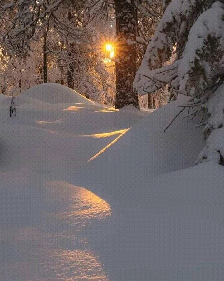 Хитрою лисой