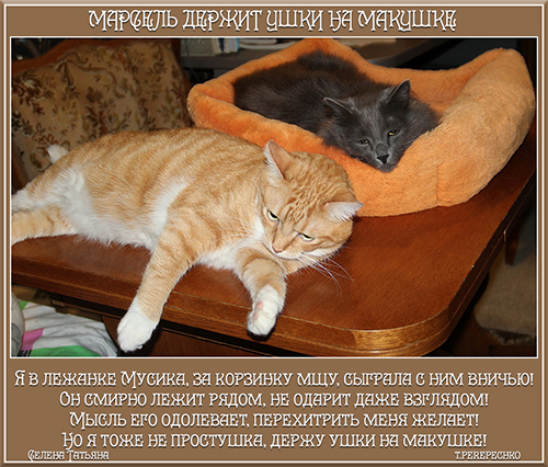 Марсель держит ушки на макушке