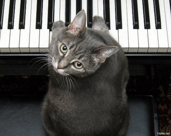 Монолог кота пианистки