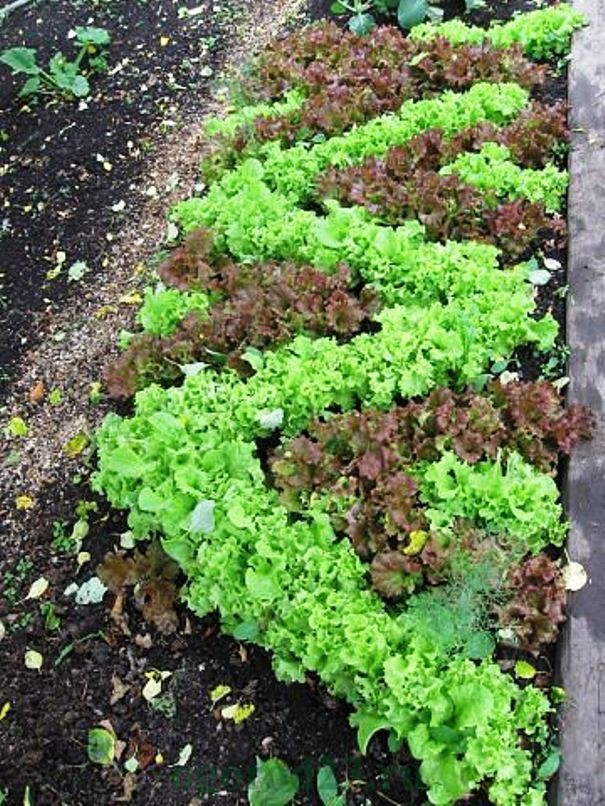 Салат посадить в огороде. Грядки для зелени. Красивые грядки с зеленью. Салат на грядке. Салатная грядка.