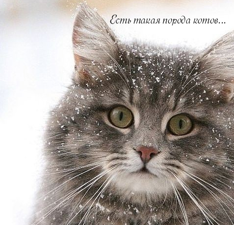 Мой сибирский КОТ