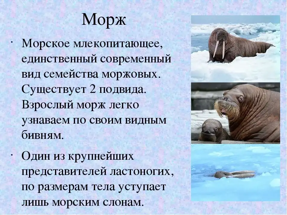 Строение моржа
