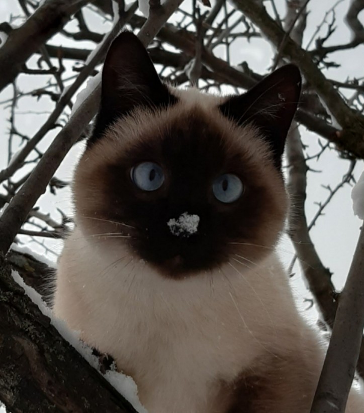 Котейка