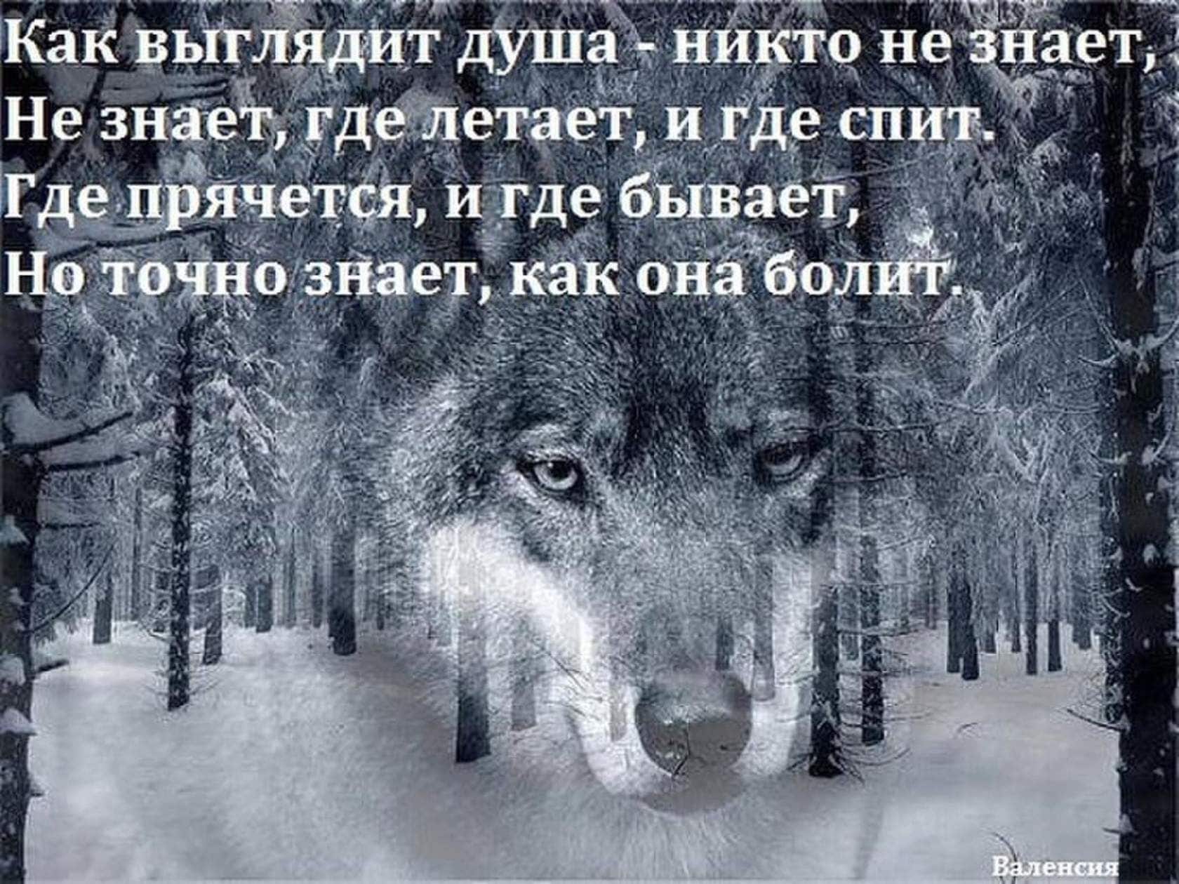 Волк уходит в даль