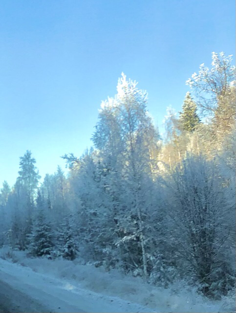 Чудесный снежный, зимний лес...