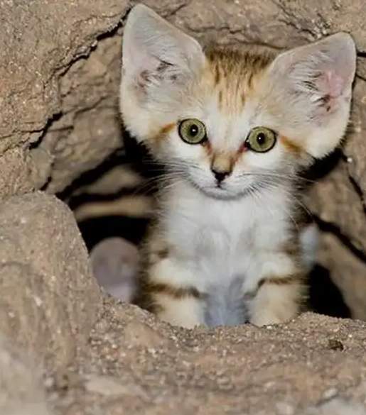 Барханный кот