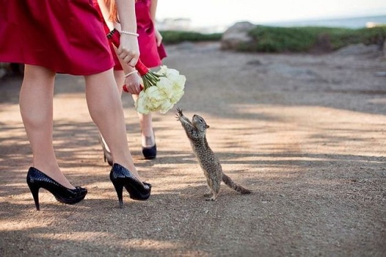 Подарите белочке букетик!