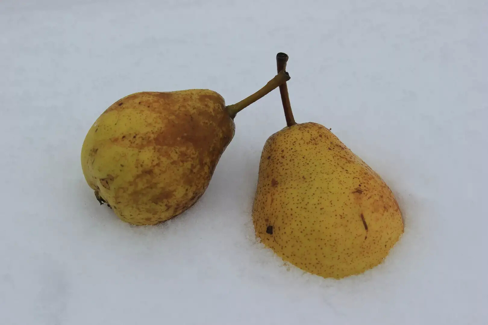 Последний урожай