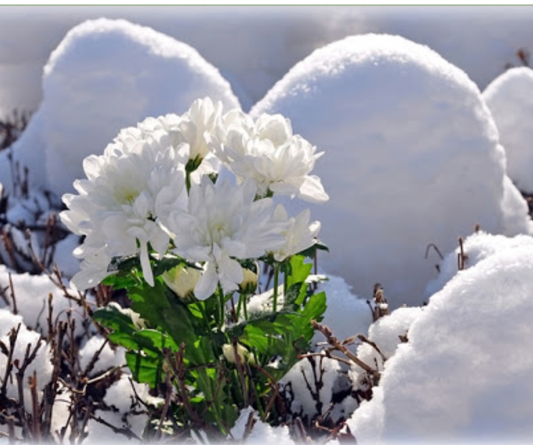 Доброе утро хорошего снег. Хризантемы в снегу. Белые зимние цветы. Белые цветы в снегу. Цветы среди снега.