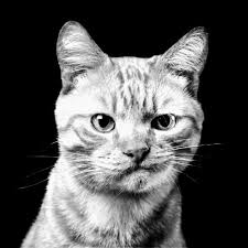 Философия скептицизма