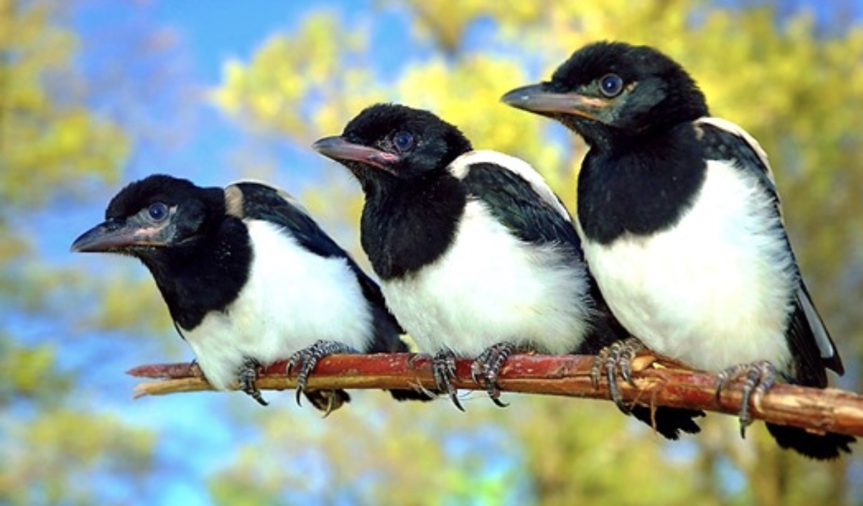 Сорока да это был. Сорока да это был. Сорока да это был. Сорока да это был. Обыкновенная сорока (pica pica),.