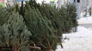 На ёлочном базаре