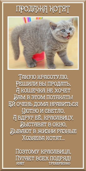 Продажа котят