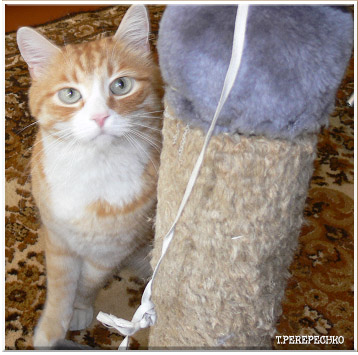 Маркиз - сантехникам