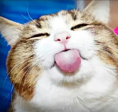 Хочу разврату! Юмор-прикол и облом