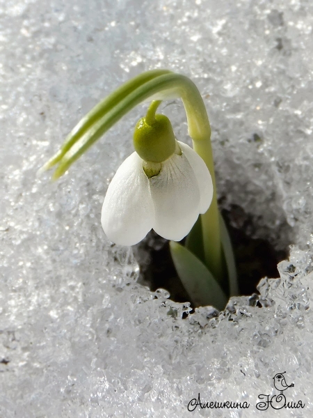 Каждому своё