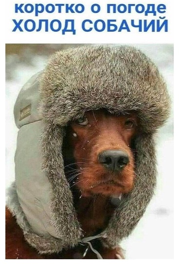 Кинолог Соболев