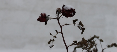 Не оглянуться жизни вслед...