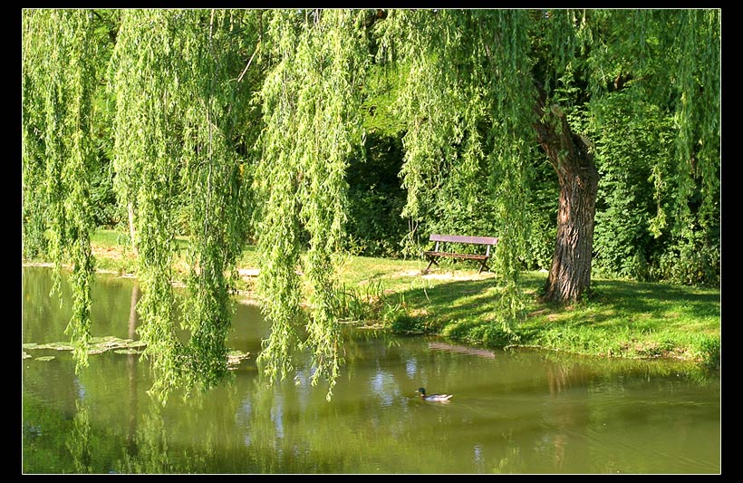 Над рекой стояла ива...