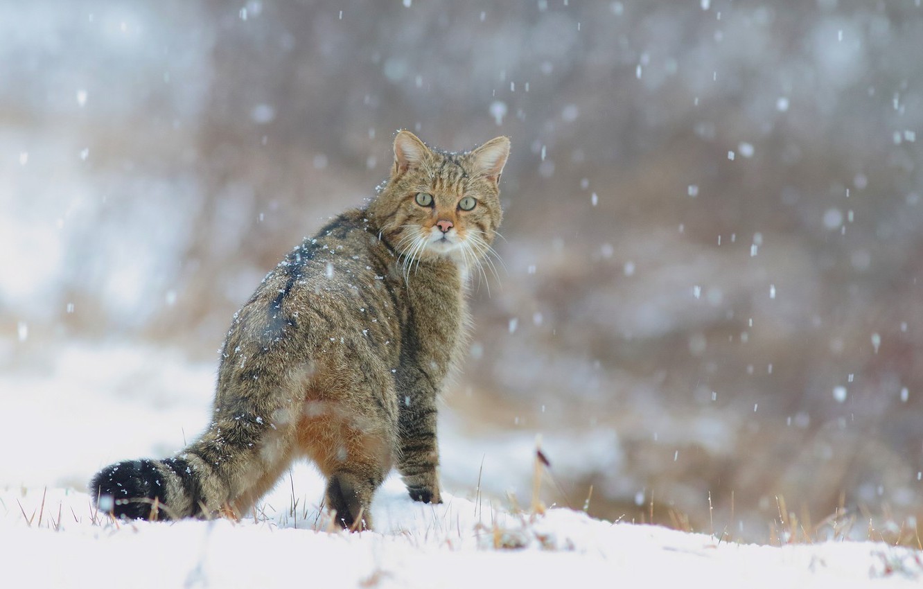 Ходил сегодня я по лесу... 11