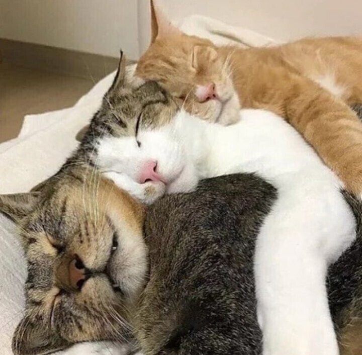 Новогодний стишок