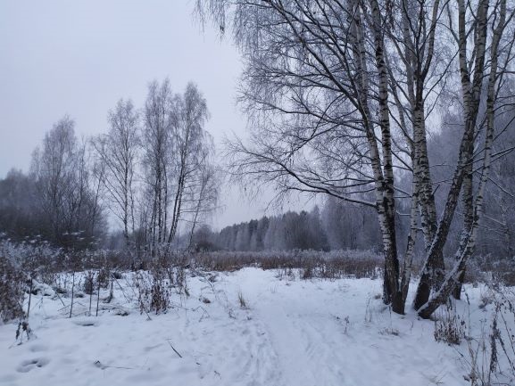 Заблудиться в лесу, опираясь на истинный компас