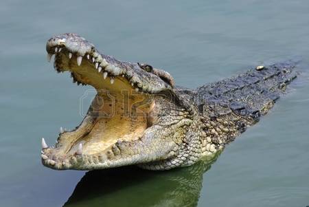 Крокодил. Алфавит детский. Буква К. Пресмыкающееся