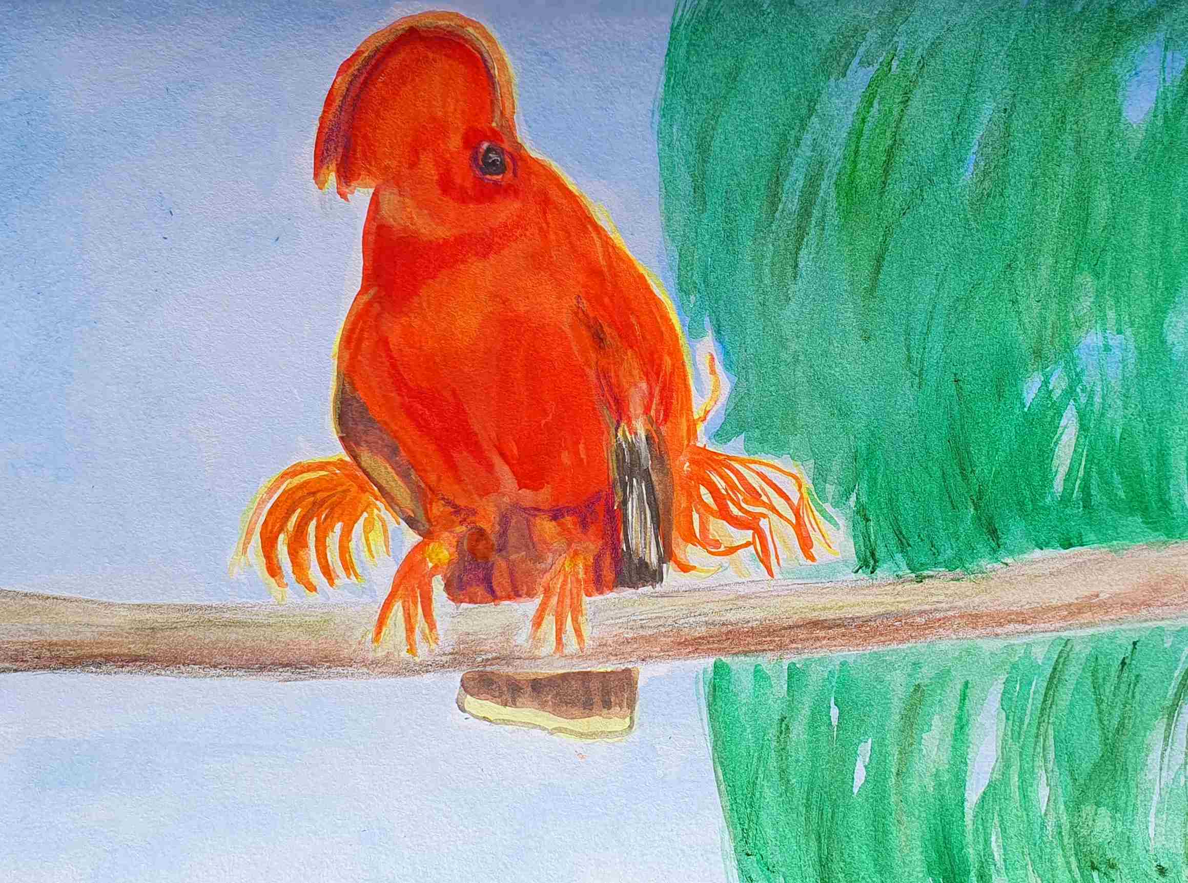 Петух гвианский из красавцев