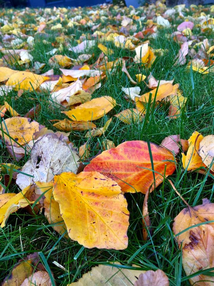 Расстилает осень лиственный ковёр