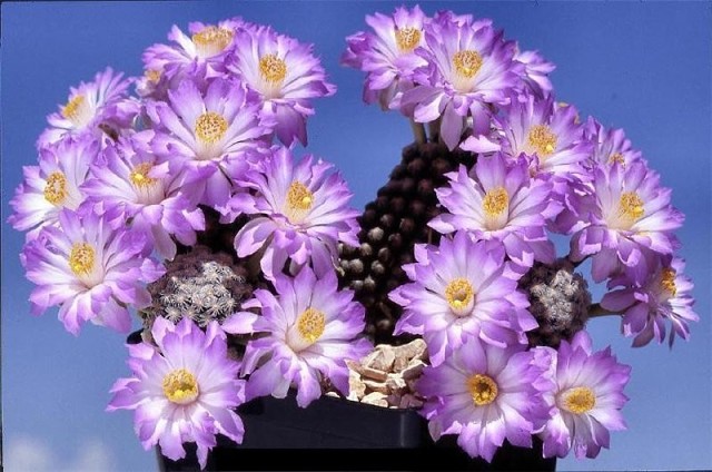 Встретились однажды в интернете