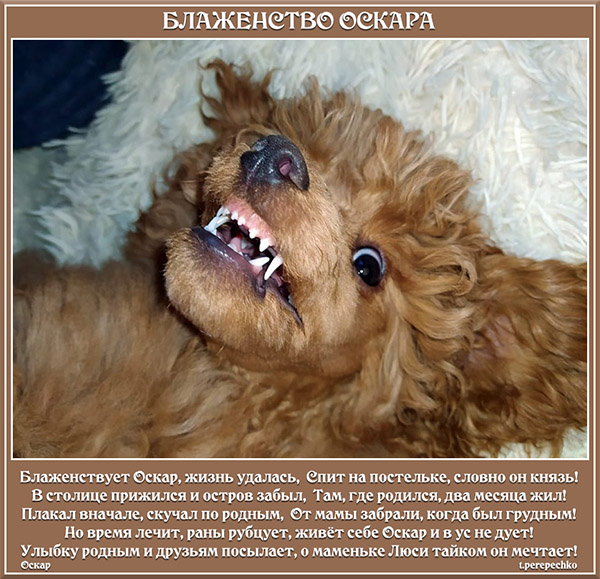 Блаженство Оскара