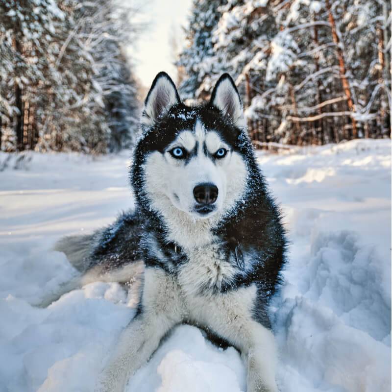 Зимний хаски (Натали Самоний) / Стихи.ру