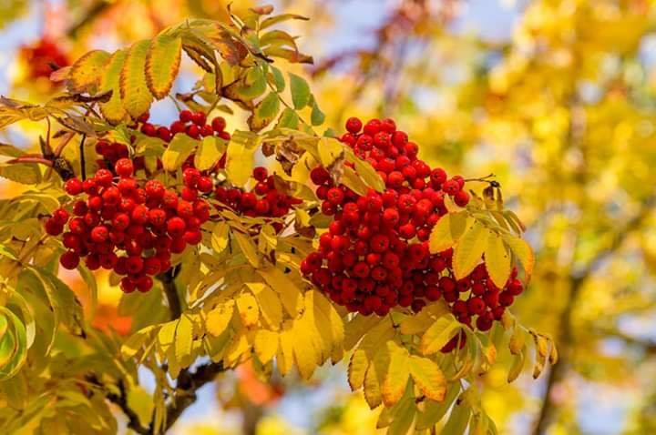 Люблю тебя, осень